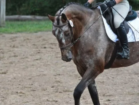 HorseID: 2314148 P.H. Lev Livet - PhotoID: 1099756