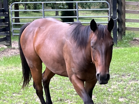 HorseID: 2314151 HESA BLACK HANDCOCK - PhotoID: 1099768