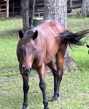 HorseID: 2314151 HESA BLACK HANDCOCK - PhotoID: 1099770