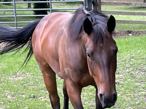 HorseID: 2314151 HESA BLACK HANDCOCK - PhotoID: 1099771