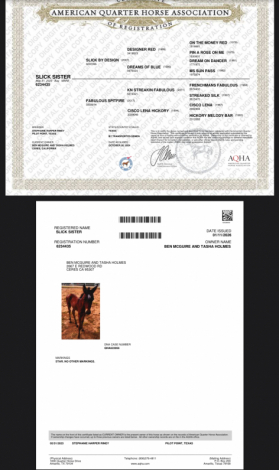 HorseID: 2314166 Slick Sister - PhotoID: 1099762