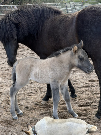 HorseID: 2314174 Skýja from Desert Sage - PhotoID: 1099772