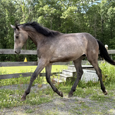 HorseID: 2314180 Stardust FHF - PhotoID: 1099777