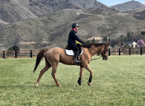 HorseID: 2314181 SHESAIDSHESPERFECT - PhotoID: 1099779
