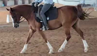 HorseID: 2314182 Flash - PhotoID: 1100739