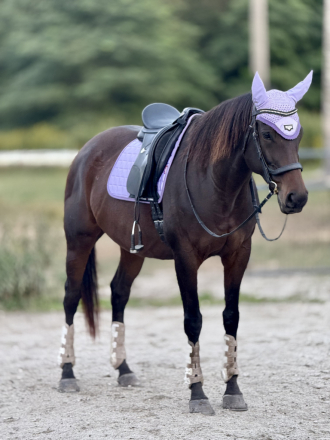 HorseID: 2314192 Jazira In Sandals - PhotoID: 1099782