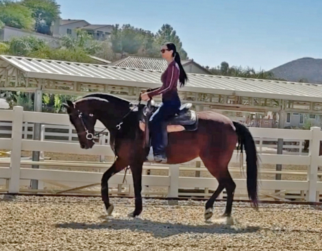 HorseID: 2314199 She Be ADancin Queen - PhotoID: 1099845