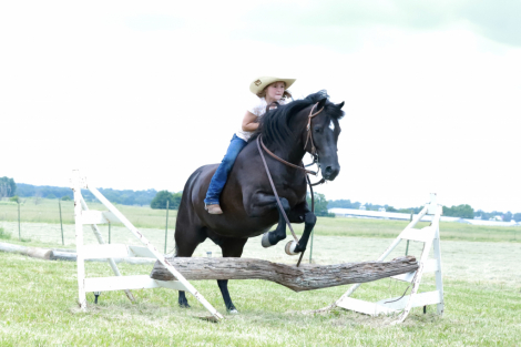 HorseID: 2314201 Nugget - PhotoID: 1099686
