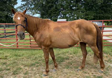 HorseID: 2314207 Codys Diamond Sparks - PhotoID: 1099817