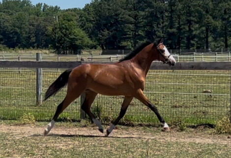 HorseID: 2314208 Phantom On Broadway - PhotoID: 1099820