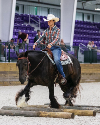 HorseID: 2314210 Meadows Indian Summer - PhotoID: 1099823