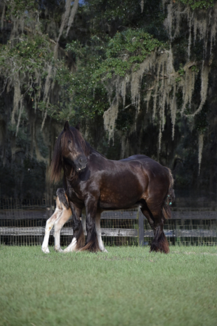 HorseID: 2314210 Meadows Indian Summer - PhotoID: 1099826