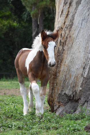 HorseID: 2314211 RP Ruler of the Bay - PhotoID: 1099827