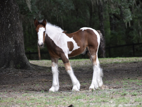 HorseID: 2314211 RP Ruler of the Bay - PhotoID: 1099828
