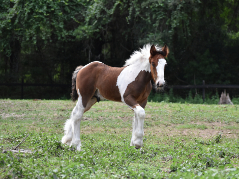 HorseID: 2314211 RP Ruler of the Bay - PhotoID: 1099829