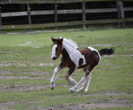 HorseID: 2314211 RP Ruler of the Bay - PhotoID: 1099830