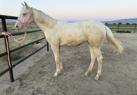 HorseID: 2314214 FOOLIN WITH FAME - PhotoID: 1099832