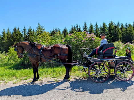 HorseID: 2314216 Sam I Am - PhotoID: 1099835