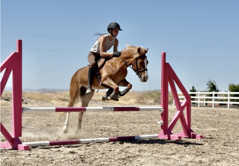 HorseID: 2314218 Summer Breeze - PhotoID: 1099893