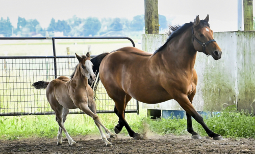 HorseID: 2314220 ABR Vividly Fancy - PhotoID: 1099836