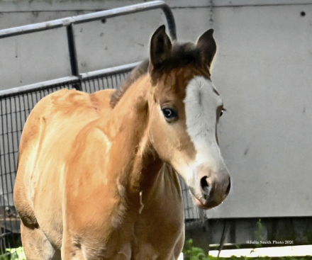 HorseID: 2314220 ABR Vividly Fancy - PhotoID: 1099837