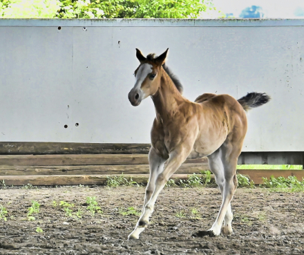 HorseID: 2314220 ABR Vividly Fancy - PhotoID: 1099838