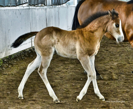 HorseID: 2314220 ABR Vividly Fancy - PhotoID: 1099839