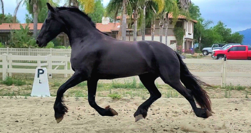 HorseID: 2314226 Saar - PhotoID: 1099847