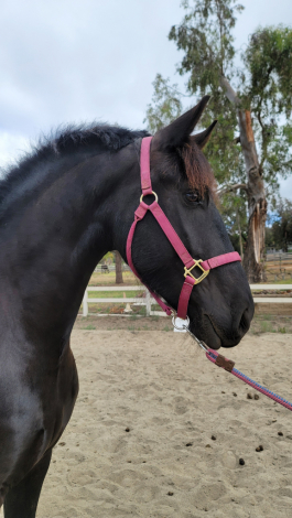 HorseID: 2314226 Saar - PhotoID: 1099848