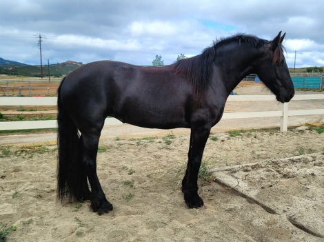HorseID: 2314226 Saar - PhotoID: 1099849