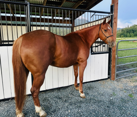 HorseID: 2314227 SHEZA FRENCH DREAM - PhotoID: 1099850