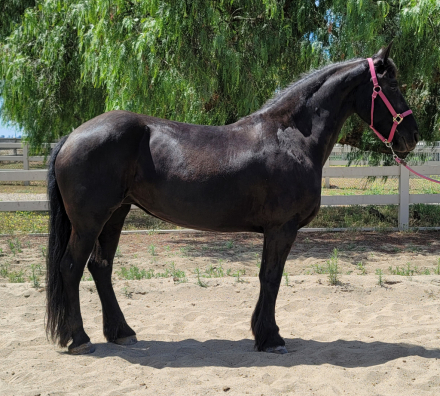 HorseID: 2314228 Leonieke - PhotoID: 1099851