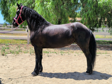 HorseID: 2314228 Leonieke - PhotoID: 1099852