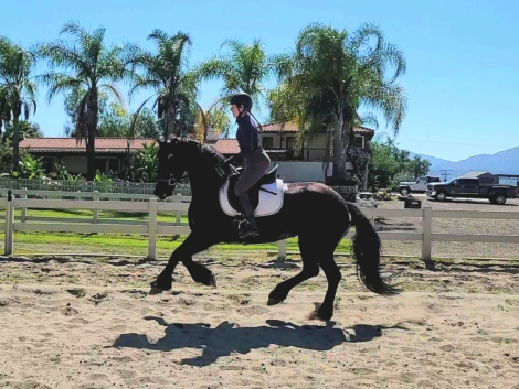 HorseID: 2314228 Leonieke - PhotoID: 1099853