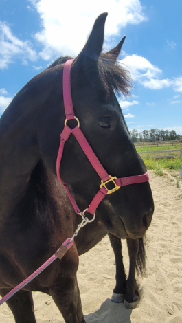 HorseID: 2314228 Leonieke - PhotoID: 1099854