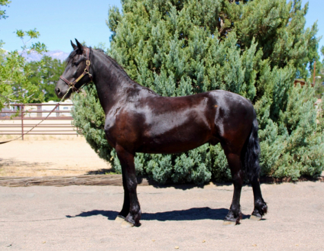 HorseID: 2314229 Slim - PhotoID: 1099856
