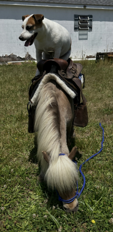 HorseID: 2314230 Tater Tot - PhotoID: 1099857