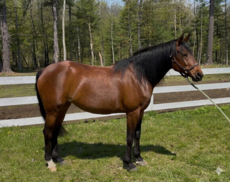 HorseID: 2314233 Charlotte - PhotoID: 1099877