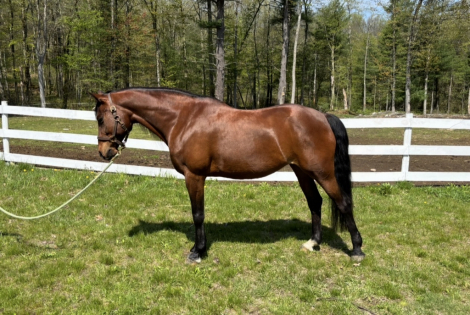 HorseID: 2314233 Charlotte - PhotoID: 1099878