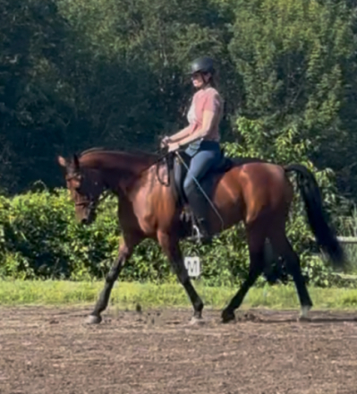 HorseID: 2314233 Charlotte - PhotoID: 1099879