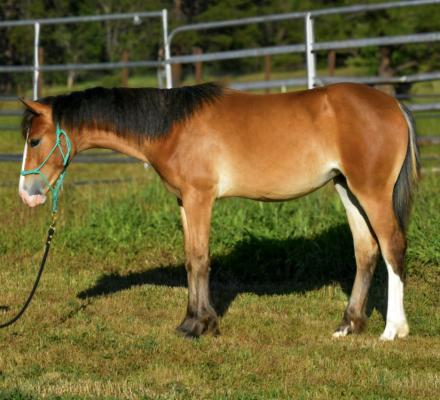 HorseID: 2314234 Clementine - PhotoID: 1099880