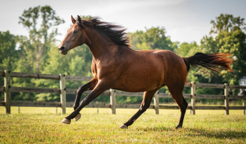 HorseID: 2314236 The Whidah’s Folly - PhotoID: 1099882