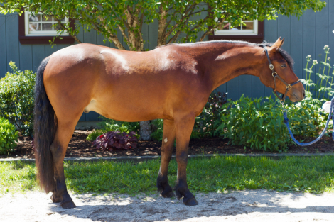 HorseID: 2314243 P.R.F. Finnegan - PhotoID: 1099884