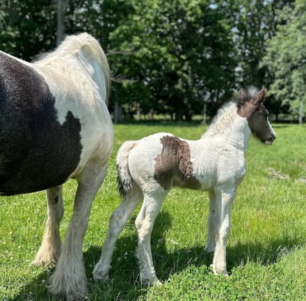 HorseID: 2314244 Trudy's Hezekiah - PhotoID: 1099886
