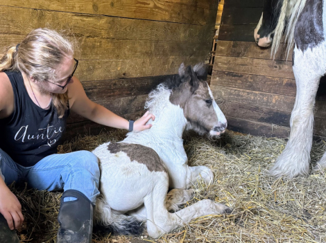 HorseID: 2314244 Trudy's Hezekiah - PhotoID: 1100562