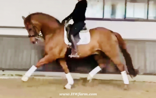 HorseID: 2314252 Synergy HW at www.HWfarm.com - PhotoID: 1099889