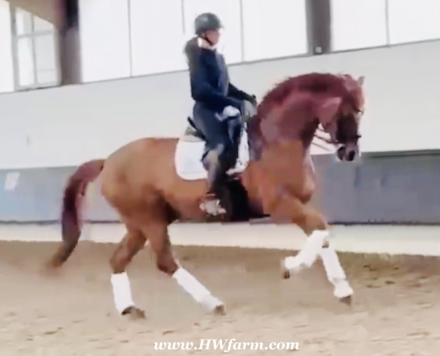 HorseID: 2314252 Synergy HW at www.HWfarm.com - PhotoID: 1099890