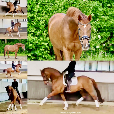 HorseID: 2314252 Synergy HW at www.HWfarm.com - PhotoID: 1099892