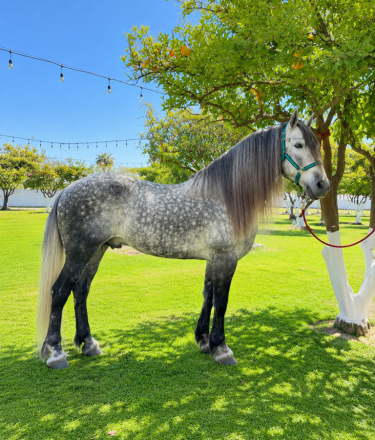 HorseID: 2314255 Levi - PhotoID: 1100650