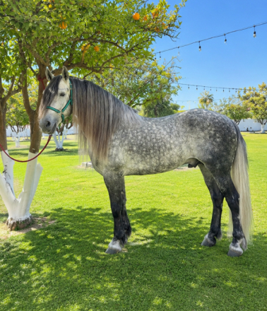 HorseID: 2314255 Levi - PhotoID: 1100651